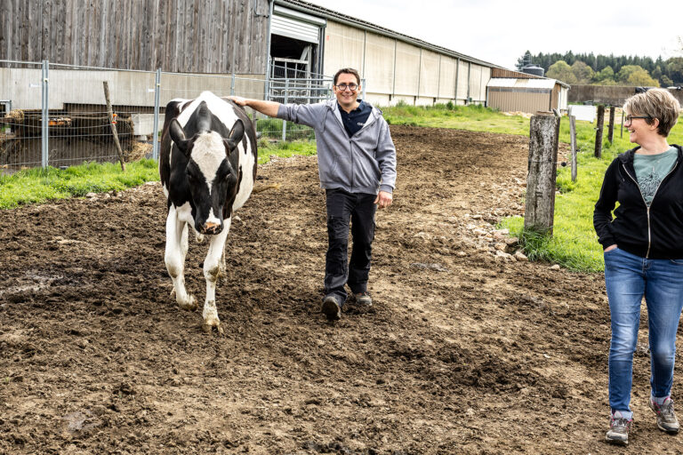 Vaches laitières Corrèze